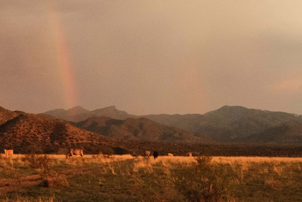 Restauración en el Rancho El Uno